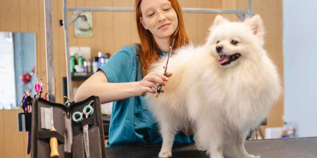 Dog groomer smiling as she trims a white Pomeranian on the grooming table in her shop